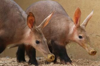 Aardvark dies and four meerkats are missing after a fire at London Zoo