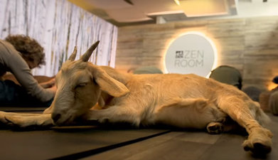 This airport is offering Goat Yoga classes and we want to go!