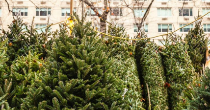 The great, eco-friendly alternative to dumping your Christmas tree