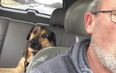Dad babysits his daughter’s dog and it’s the sweetest thing ever