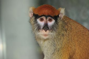 13 monkeys have died in a fire incident at popular safari park