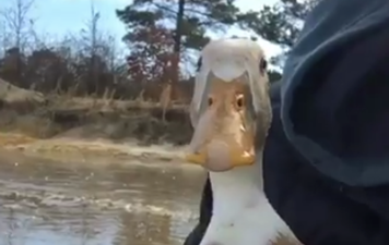 Duck stranded on frozen lake saved by very heroic man