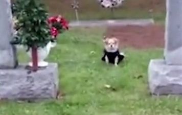 Dog refuses to leave late owner’s grave and it’s honestly a bit much