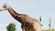 Tadgh the giraffe from Fota Wildlife Park has passed away