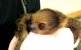 A baby sloth named Vivien has stolen everybody’s hearts
