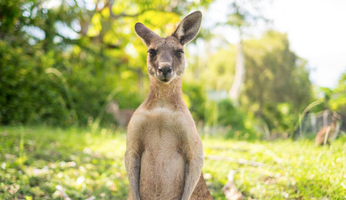 A ‘sexy kangaroo’ is trending on Twitter and it’s a must-see