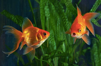 This man held a funeral for his pet fish and we can relate