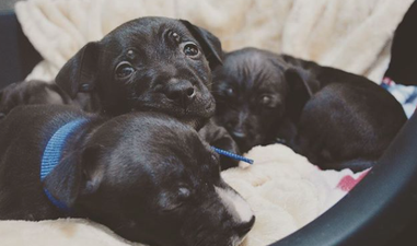 Tom Hardy has helped these abandoned puppies find a new home