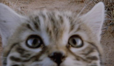 The world’s deadliest cat may be the cutest thing we’ve ever seen