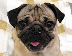 Doug the Pug has a little sister now and she’s the cutest thing ever