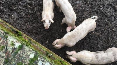 Petition launched to save four piglets from being slaughtered
