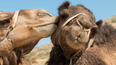 Camels disqualified from beauty pageant because they’d had botox