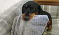 Sneaky sausage dog is always stealing things and the internet adores him