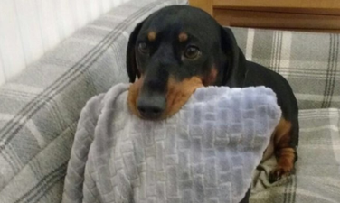 Sneaky sausage dog is always stealing things and the internet adores him