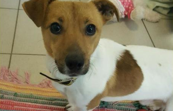 Pets are for life, not just for Christmas