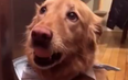 Golden retriever holds egg in her mouth without breaking as she is a very good girl