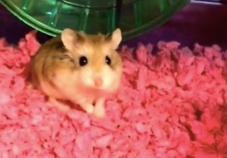 Woman forced to flush emotional support hamster down the toilet before flight