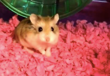 emotional support hamster
