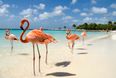 This hotel in the Bahamas has the dream job for anyone who loves flamingos