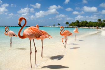 This hotel in the Bahamas has the dream job for anyone who loves flamingos