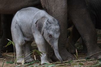There’s a new elephant calf at Dublin Zoo and he’s ADORABLE