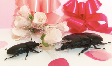 This beetle has a boyfriend and is having a better Valentine’s Day than we are