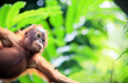 Over 100,000 orangutans have been killed in Borneo over 16 years
