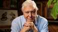 David Attenborough’s spectacular new documentary will be shown in Irish cinemas with a Q&A after