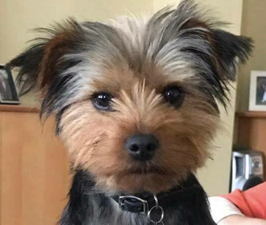 Man’s heartbreaking appeal to find his dog who went missing in Dublin park