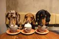 The world’s first dachshund café is opening next month and we can’t wait