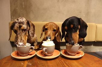 The world’s first dachshund café is opening next month and we can’t wait