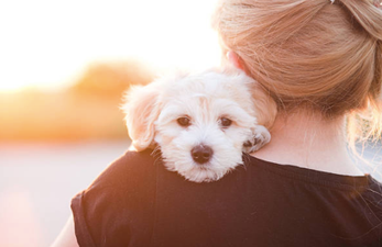 Teacher gets loveliest poem from boy in her class after dog gets put to sleep