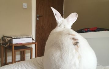 6 things I wish I’d known before getting myself a house rabbit