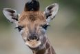 A baby giraffe has been born at Dublin Zoo and she is adorable