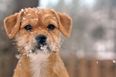 The ISPCA shares advice about keeping your animals safe during the storm