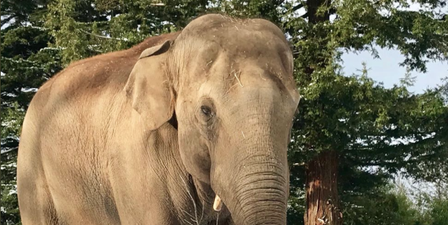 Too CUTE! Dublin Zoo share adorable images of the animals enjoying the snow