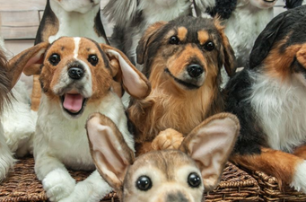 You can now get a teddy bear made that looks EXACTLY like your dog