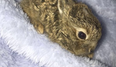 Dublin Airport police rescue baby rabbit found freezing in the snow