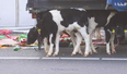 More than a 100 calves from Kilkenny killed in Netherlands road crash