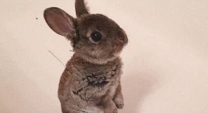 A rabbit desperately tried to jump in the bath to be with its owner and it was so beautiful
