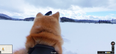 Google Maps set up a ‘dog view’ for street view and it’s mesmerising