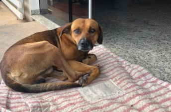 A dog has been waiting for his owner outside the hospital where he died