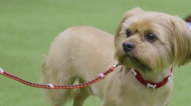 8 of the best doggos giving it their all at this year’s Crufts