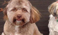 Behold; a dog with a human face exists and he’s freaking everyone out