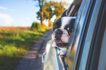 One in four of us don’t restrain our pets in the car, survey finds