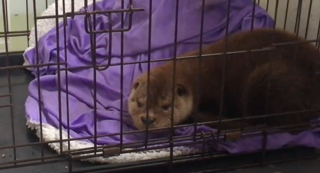 baby otter