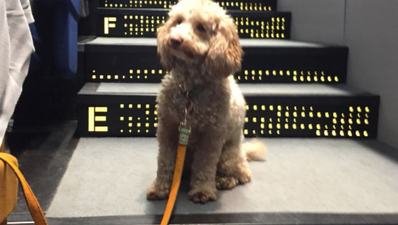 A Dublin cinema held a dog-friendly screening and it was too cute for life