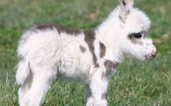 baby donkey