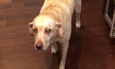 Is this the guiltiest dog in the world? He certainly looks like it