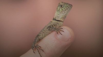 Baby forest dragons just hatched at Chester Zoo and they are adorable little lads